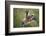 Handsalpine Marmot (Marmota Marmota) Reching Upwards, Hohe Tauern National Park, Austria, July-Edwin Giesbers-Framed Photographic Print