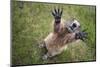 Handsalpine Marmot (Marmota Marmota) Reching Upwards, Hohe Tauern National Park, Austria, July-Edwin Giesbers-Mounted Photographic Print