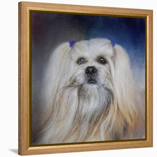 Handsome Lhasa Apso-Jai Johnson-Framed Premier Image Canvas