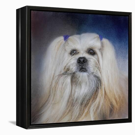 Handsome Lhasa Apso-Jai Johnson-Framed Premier Image Canvas