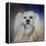 Handsome Lhasa Apso-Jai Johnson-Framed Premier Image Canvas