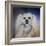 Handsome Lhasa Apso-Jai Johnson-Framed Giclee Print