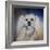 Handsome Lhasa Apso-Jai Johnson-Framed Giclee Print