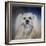 Handsome Lhasa Apso-Jai Johnson-Framed Giclee Print