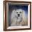 Handsome Lhasa Apso-Jai Johnson-Framed Giclee Print