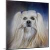 Handsome Lhasa Apso-Jai Johnson-Mounted Giclee Print