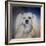 Handsome Lhasa Apso-Jai Johnson-Framed Giclee Print