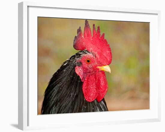 Handsome Spotted Japanese Bantam Rooster-Sari ONeal-Framed Photographic Print