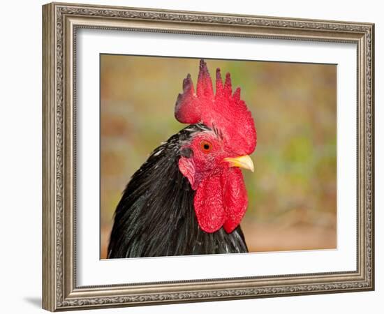 Handsome Spotted Japanese Bantam Rooster-Sari ONeal-Framed Photographic Print