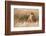 Handsome!-Ali Khataw-Framed Photographic Print