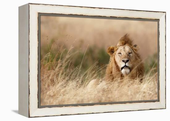 Handsome!-Ali Khataw-Framed Premier Image Canvas