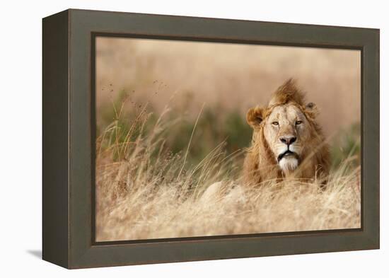 Handsome!-Ali Khataw-Framed Premier Image Canvas