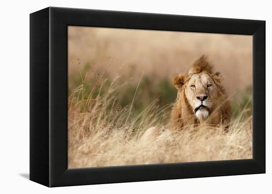 Handsome!-Ali Khataw-Framed Premier Image Canvas