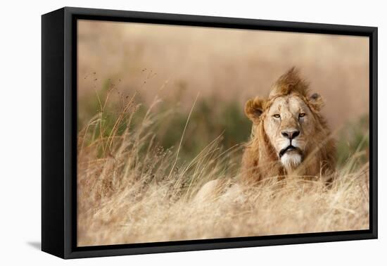 Handsome!-Ali Khataw-Framed Premier Image Canvas