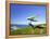 Hang Glider, Otago Peninsula, South Island, New Zealand-David Wall-Framed Premier Image Canvas