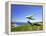Hang Glider, Otago Peninsula, South Island, New Zealand-David Wall-Framed Premier Image Canvas
