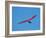 Hang glider, Otago Peninsula, South Island, New Zealand-David Wall-Framed Photographic Print