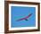 Hang glider, Otago Peninsula, South Island, New Zealand-David Wall-Framed Photographic Print