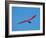 Hang glider, Otago Peninsula, South Island, New Zealand-David Wall-Framed Photographic Print