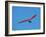 Hang glider, Otago Peninsula, South Island, New Zealand-David Wall-Framed Photographic Print