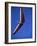 Hang Glider-null-Framed Photographic Print