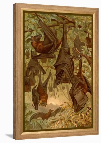 Hanging Bats-F.W. Kuhnert-Framed Stretched Canvas