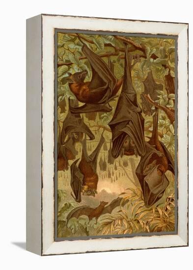 Hanging Bats-F.W. Kuhnert-Framed Stretched Canvas