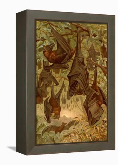 Hanging Bats-F.W. Kuhnert-Framed Stretched Canvas