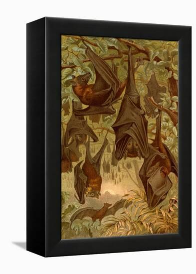Hanging Bats-F.W. Kuhnert-Framed Stretched Canvas