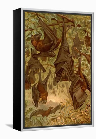 Hanging Bats-F.W. Kuhnert-Framed Stretched Canvas