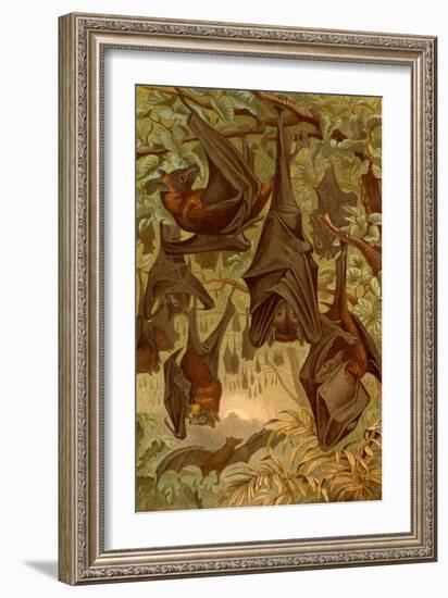 Hanging Bats-F.W. Kuhnert-Framed Art Print