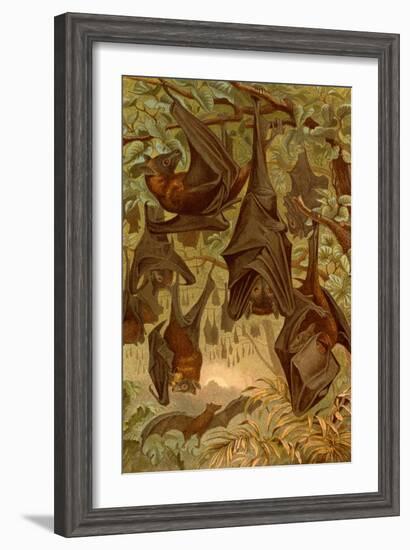 Hanging Bats-F.W. Kuhnert-Framed Art Print