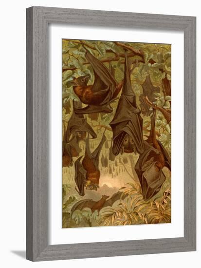 Hanging Bats-F.W. Kuhnert-Framed Art Print