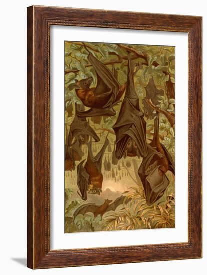 Hanging Bats-F.W. Kuhnert-Framed Art Print