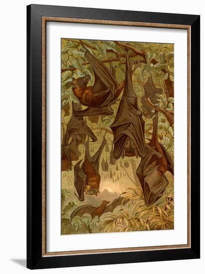 Hanging Bats-F.W. Kuhnert-Framed Art Print