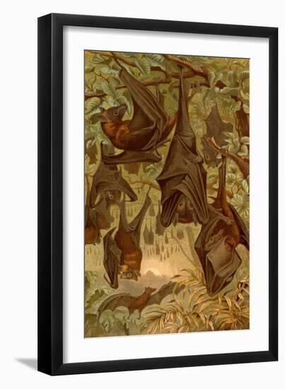 Hanging Bats-F.W. Kuhnert-Framed Art Print