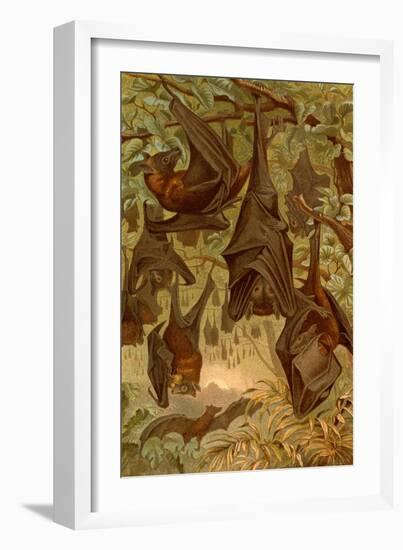 Hanging Bats-F.W. Kuhnert-Framed Art Print