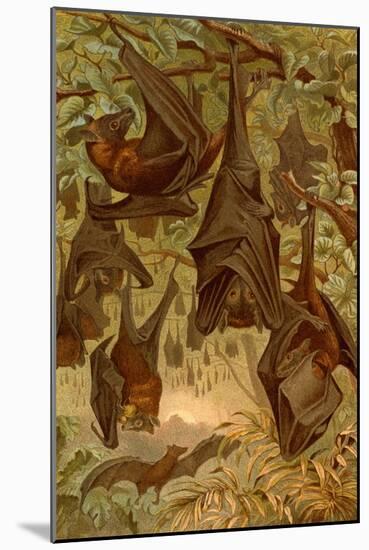Hanging Bats-F.W. Kuhnert-Mounted Art Print