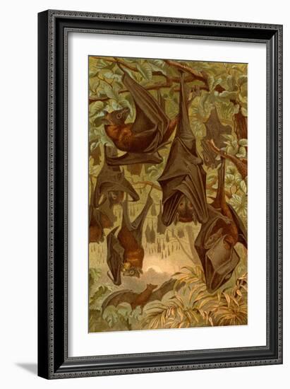 Hanging Bats-F.W. Kuhnert-Framed Art Print