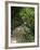 Hanging Bridges a Walk Through the Rainforest, Arenal, Costa Rica-Robert Harding-Framed Photographic Print