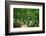 Hanging Decorative Christmas Lights For A Back Yard Party-imging-Framed Photographic Print