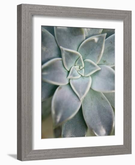 Hanging Garden Succulent I-Jason Johnson-Framed Photographic Print