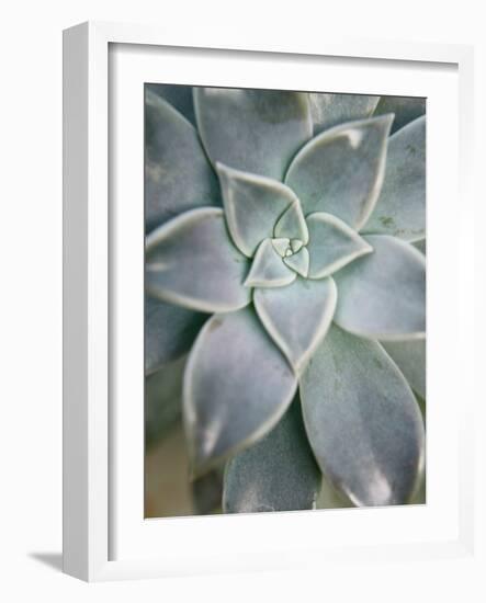 Hanging Garden Succulent I-Jason Johnson-Framed Photographic Print