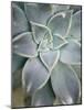 Hanging Garden Succulent I-Jason Johnson-Mounted Photographic Print