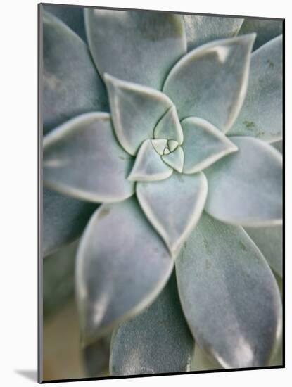 Hanging Garden Succulent I-Jason Johnson-Mounted Photographic Print