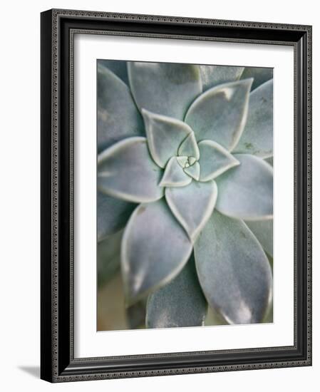 Hanging Garden Succulent I-Jason Johnson-Framed Photographic Print
