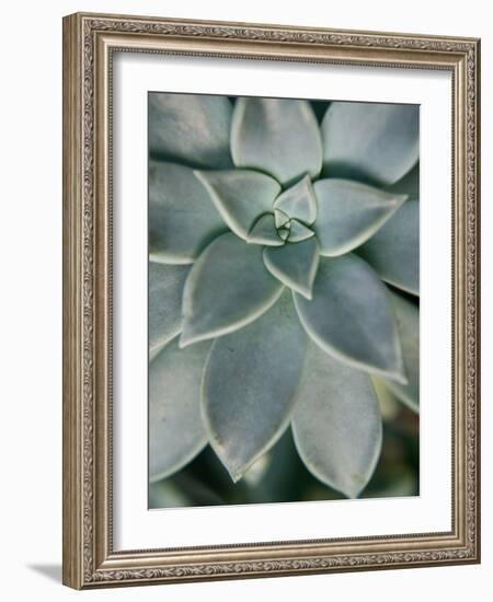 Hanging Garden Succulent II-Jason Johnson-Framed Photographic Print