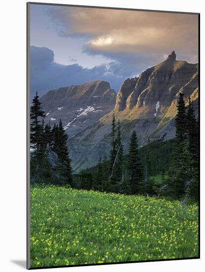 Hanging Gardens, Logan Pass, Glacier National Park, Montana, USA-Charles Gurche-Mounted Photographic Print