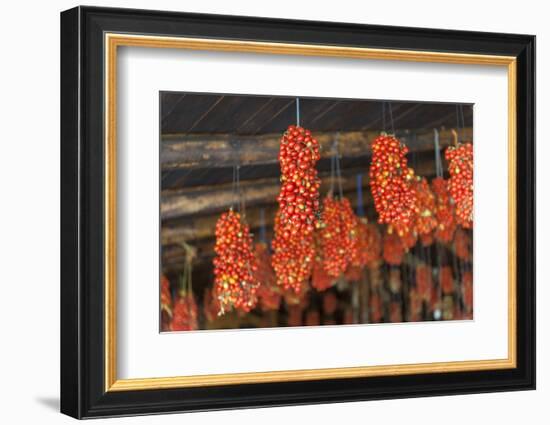 Hanging grape tomatoes, Tenuta Tannoja, Andria, Italy-Jim Engelbrecht-Framed Photographic Print