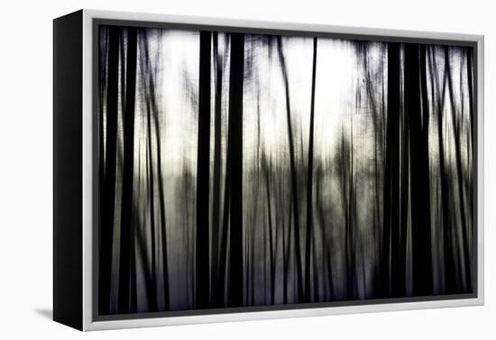 Hanging in the Branches-Rory Garforth-Framed Premier Image Canvas